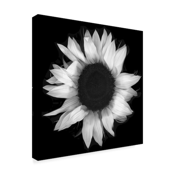 Susan S. Barmon 'Sunflower 1 Black And White' Canvas Art,14x14